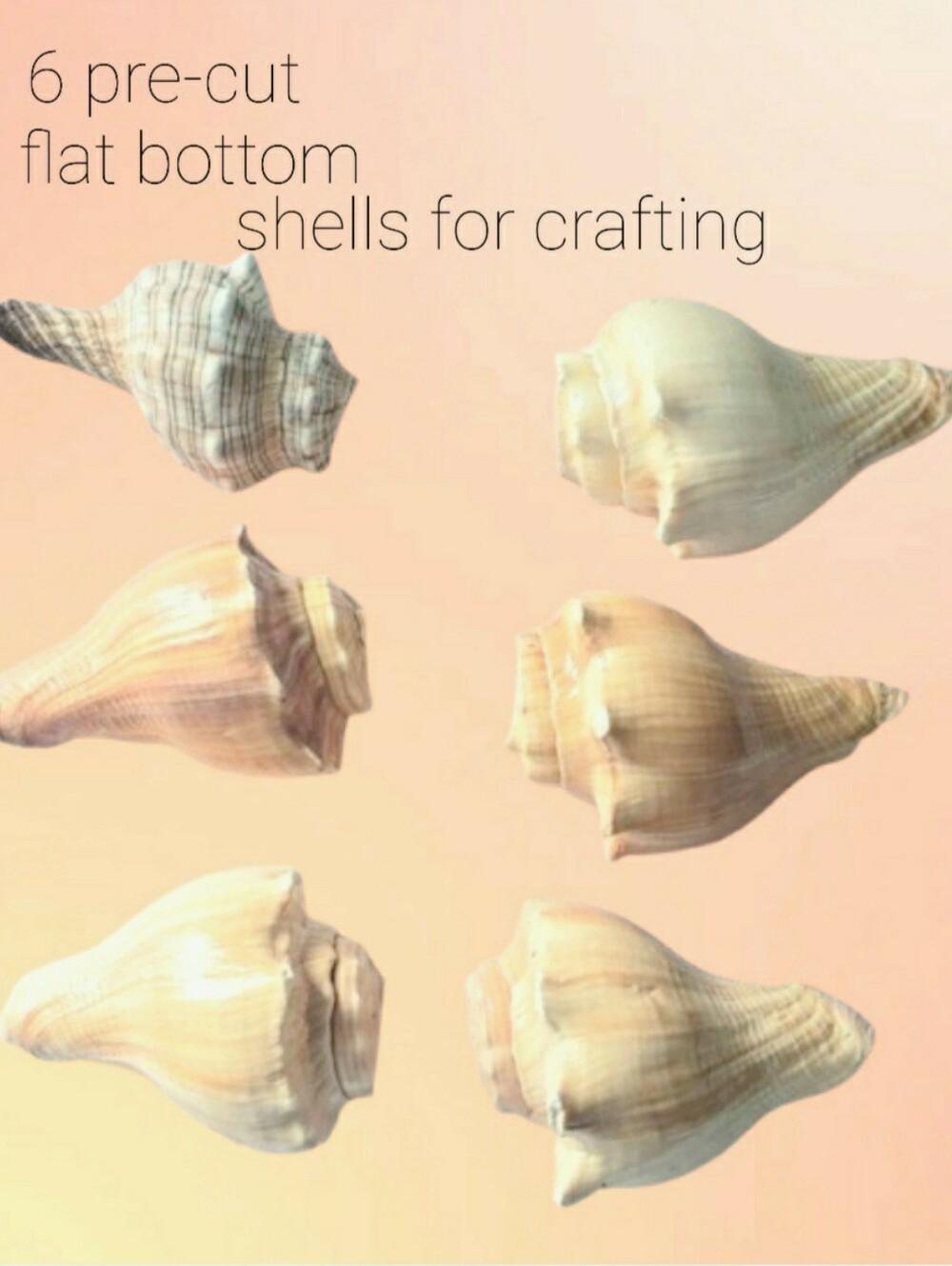 6 Pre-cut Sea Shells For Crafting